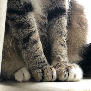 Meet your Posher, Olli